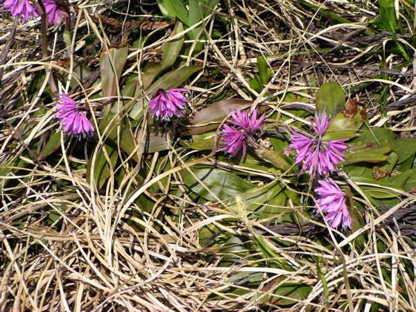 最初の植物は？