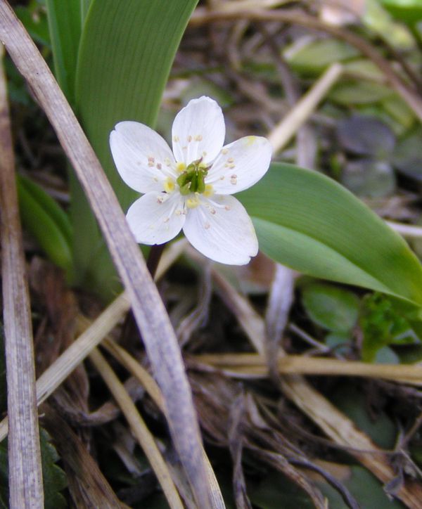 ミツバオオレン