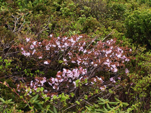 金姥のミネザクラ