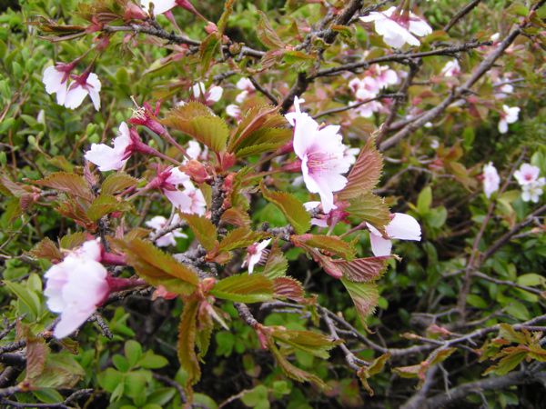 金姥のミネザクラ　アップ