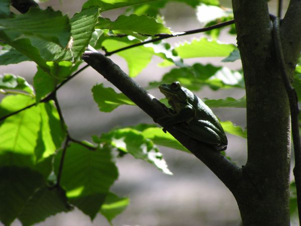 弓張のカエルたち　1