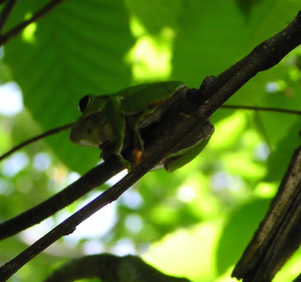 弓張のカエルたち　2