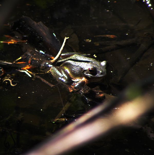 ブナの原生林にも
