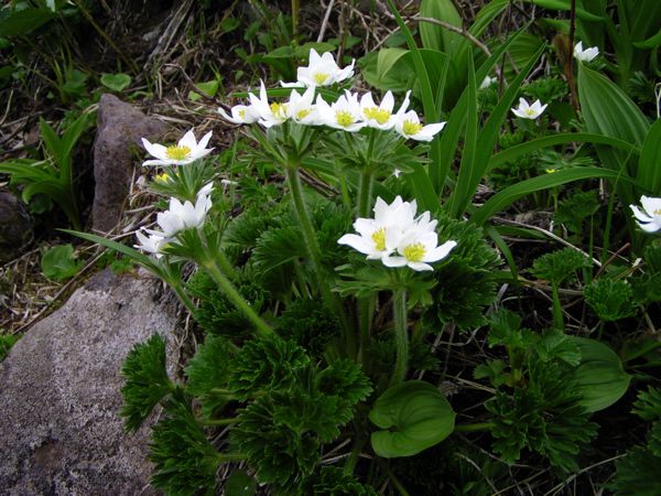 ハクサンイチゲに見せられて　2