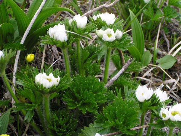 ハクサンイチゲに見せられて　3