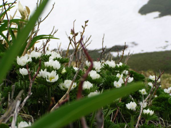 ハクサンイチゲに見せられて　4