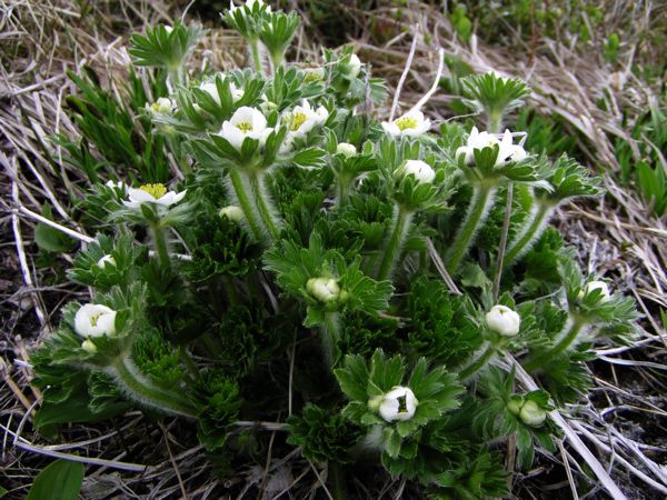 ハクサンイチゲに見せられて　5