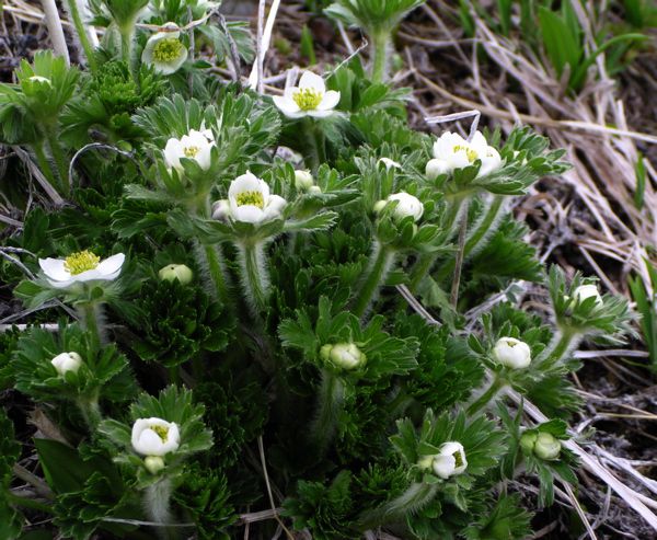 ハクサンイチゲに見せられて　6