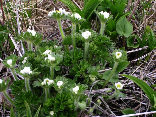 ハクサンイチゲに見せられて　7