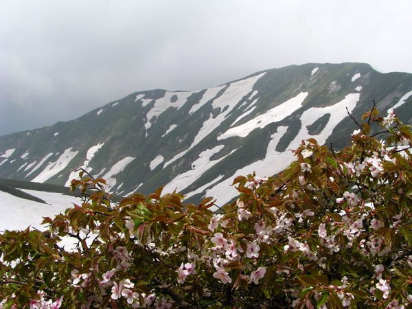 残雪の山バックに