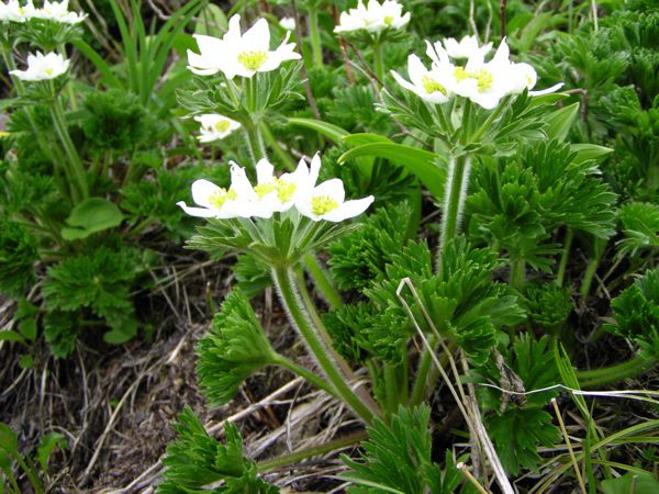 ハクサンイチゲに見せられて 1