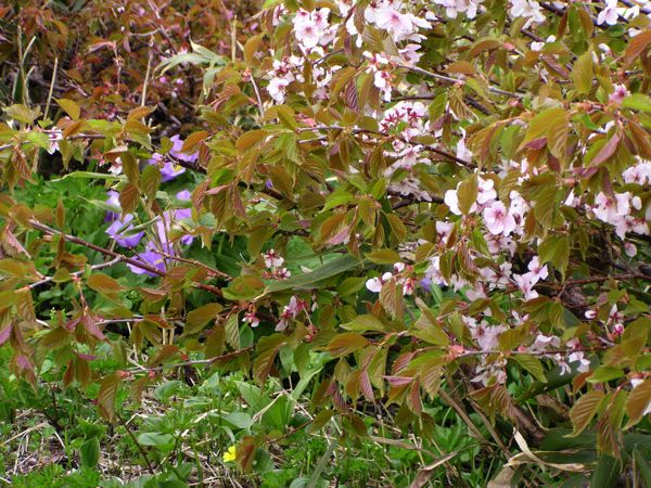 ミネザクラに寄り添って