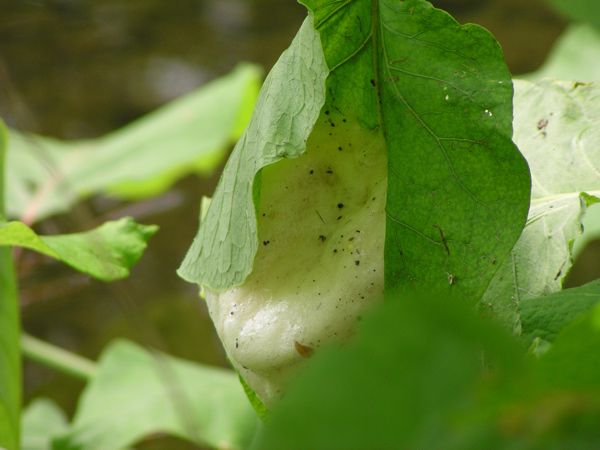 早朝の月山山麓