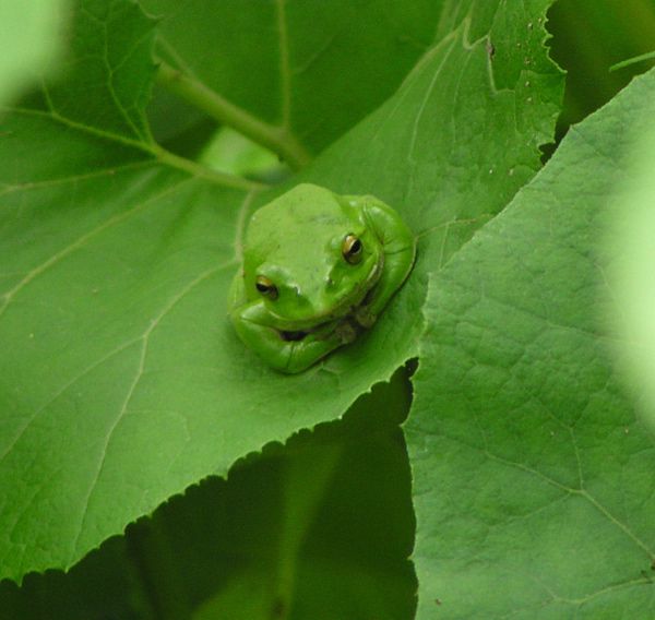 モリアオガエル