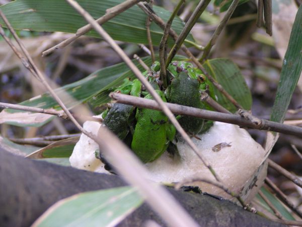 オスのモリアオ