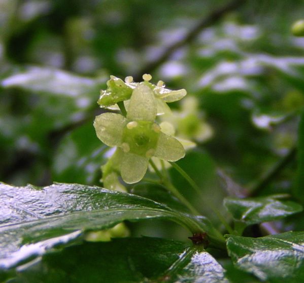 コマユミの花