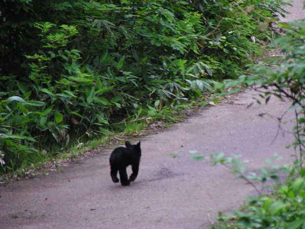 小熊に会いました　3