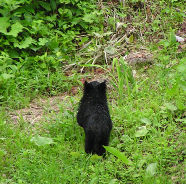 小熊に会いました　4