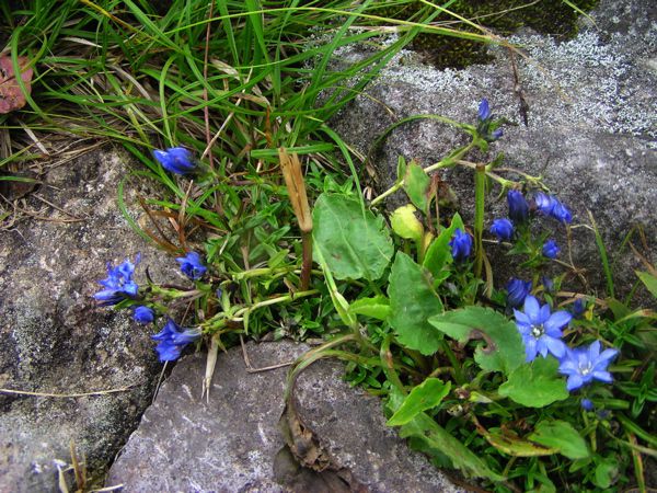 ミヤマリンドウ開く
