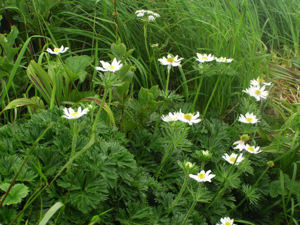 ハクサンイチゲ