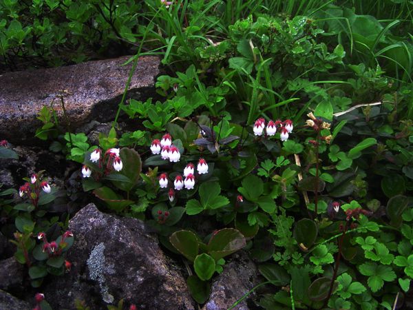 牛首尾根は早春