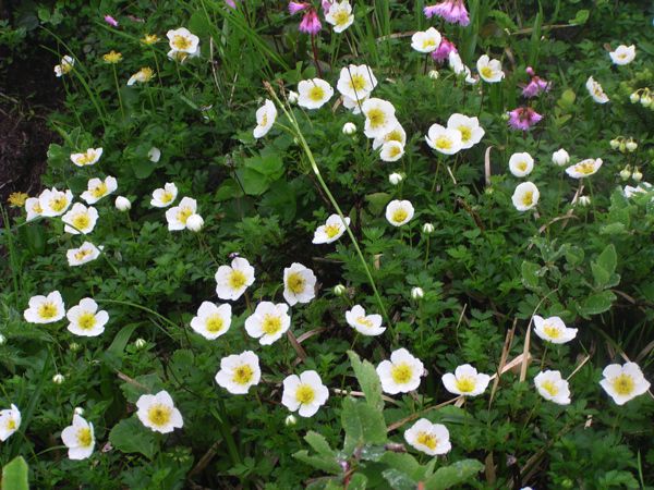 チングルマこれから