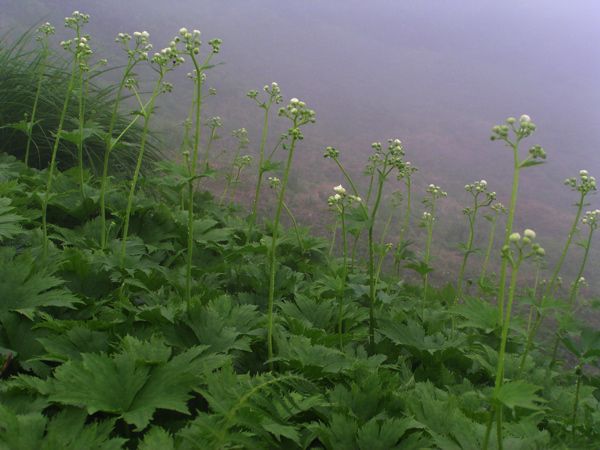 モミジカラマツ