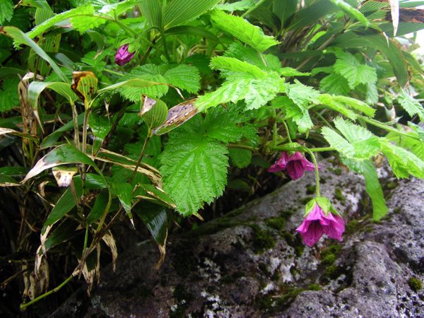 ベニバナイチゴ