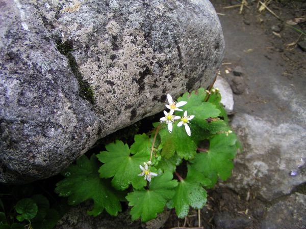 ミヤマダイモンジソウ