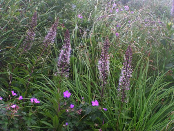 ハクセンナズナ