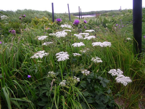 ハクサンボウフウ