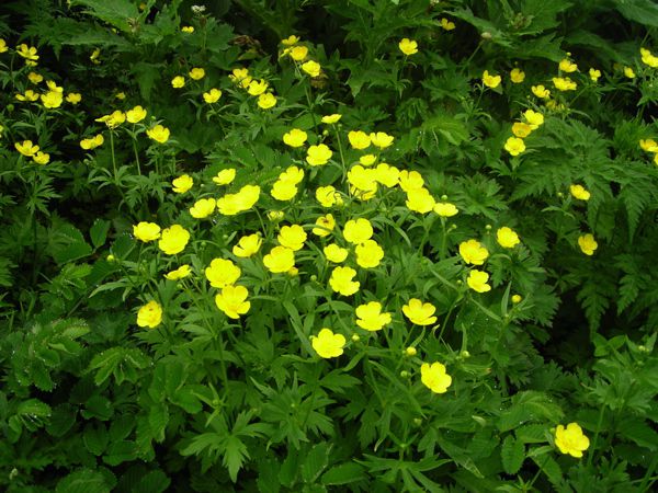 ミヤマキンポウゲ