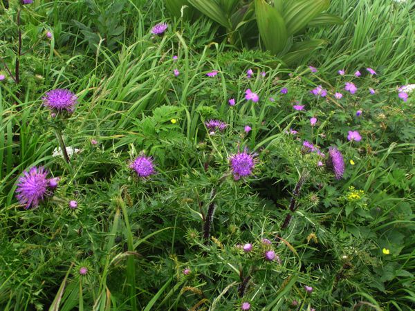 ナンブタカネアァミ