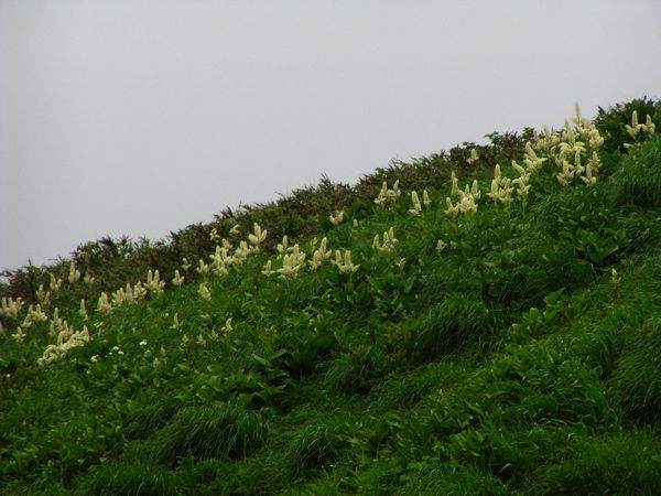 コバイケイソウ