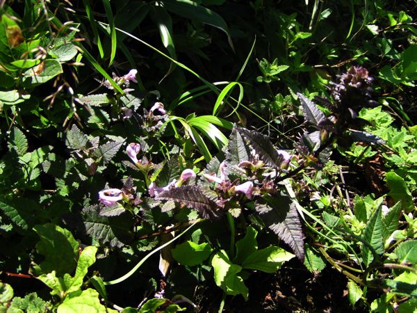 トモエシオガマ