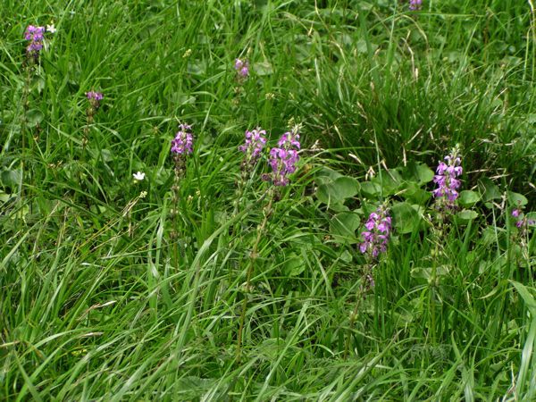 ヨツバシオガマ