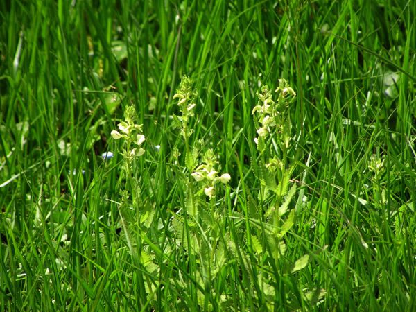 草むらのエゾシオガマ