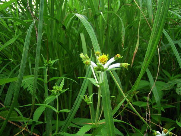 アップしてチョウジギク