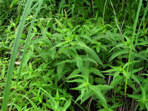 増えて来ています