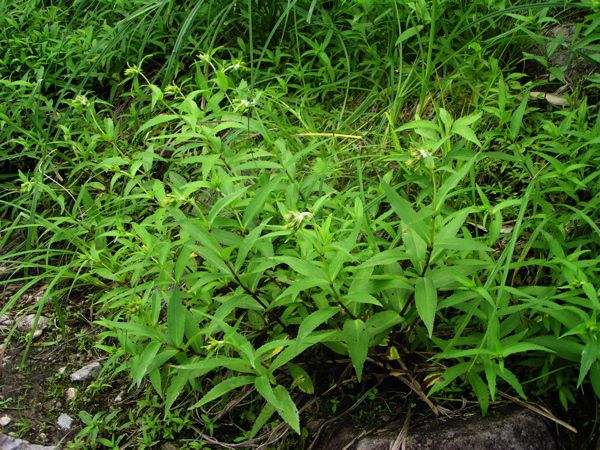 増えています　2