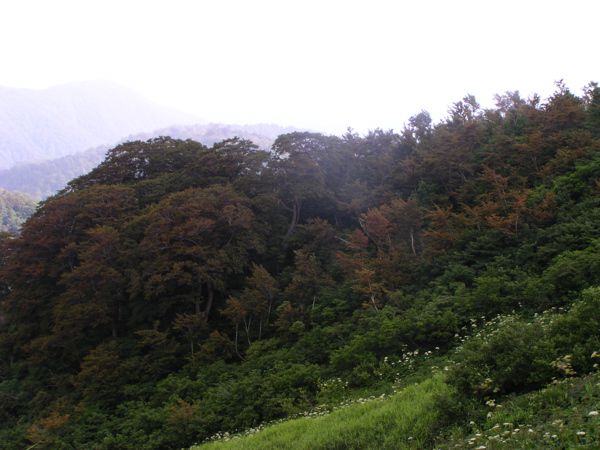 ブナハムシの害