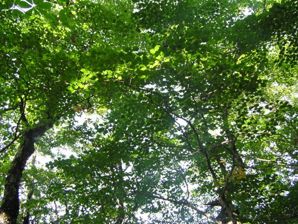 さわやかなシナノキ