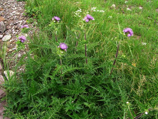 ナンブタカネアザミ