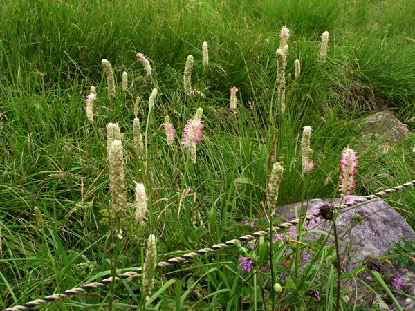 シロバナトウチソウ
