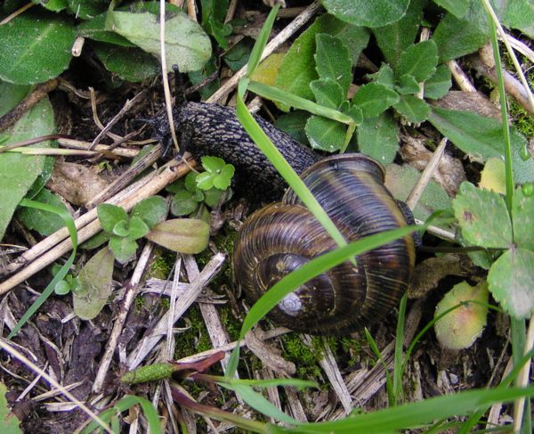 月山のマイマイ