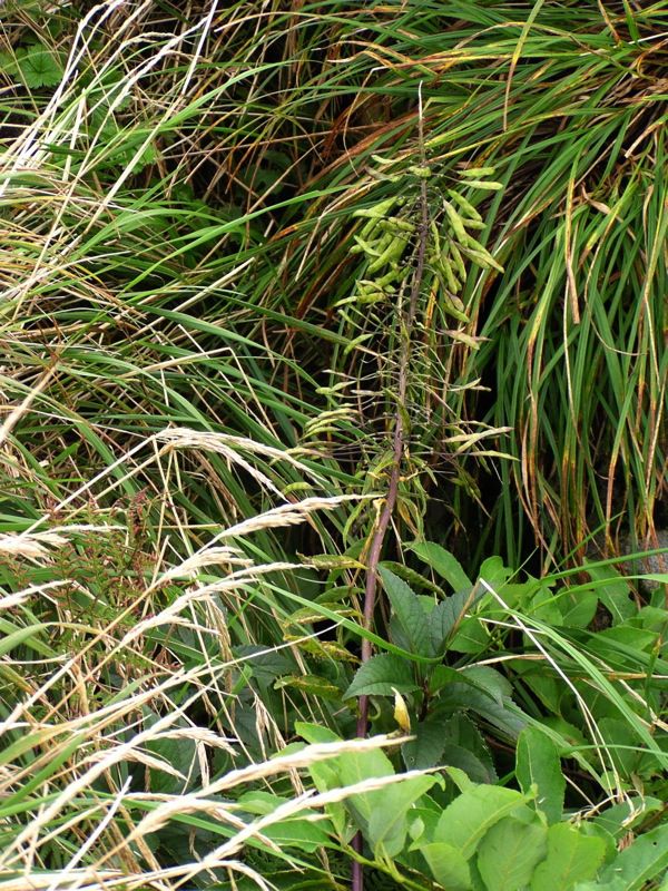 ハクセンナズナの実