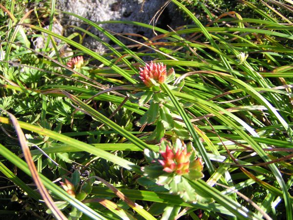 ホソバイワベンケイ