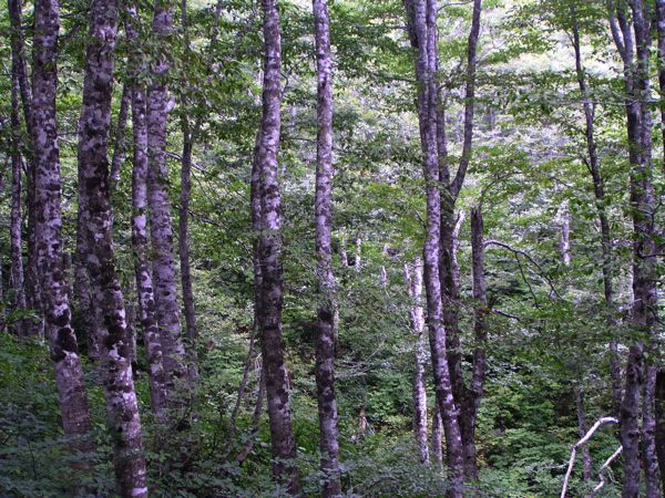 湿り気のあるブナ林