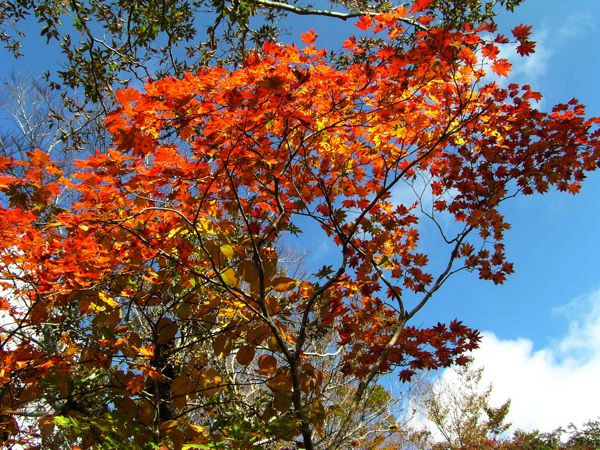 低木のトンネル