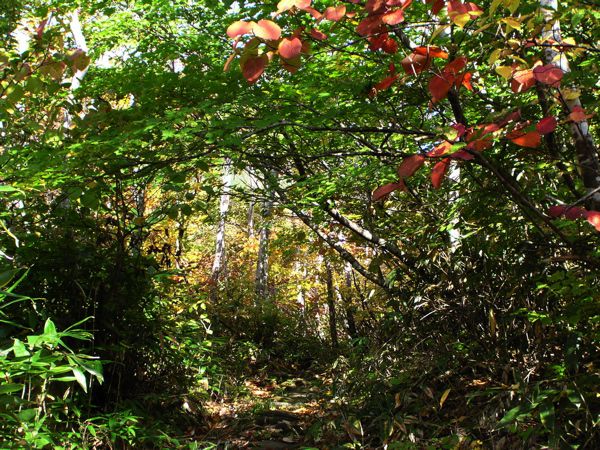 樹々のトンネルを又